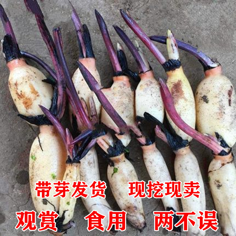 池塘大型观赏荷花藕苗水培植物食用藕种根盆栽水养花卉莲花苗莲藕,鲜花速递/花卉仿真/绿植园艺,造型盆景,淘宝优惠券,粉丝福利购,淘宝优惠卷