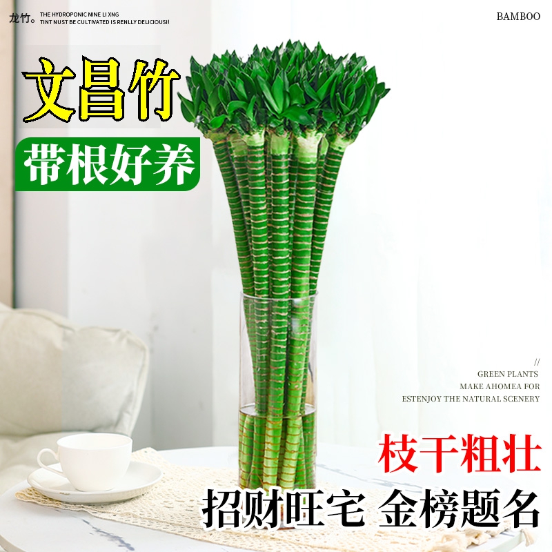 富贵文昌竹4祇金榜题名水培招财节节高龙竹带根水培植物室内好养