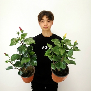 扶桑花卉带花苞丹麦木槿花苗芙蓉牡丹朱瑾花阳台耐寒植物盆栽