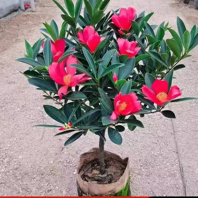 杜鹃山茶花带苞室内植物