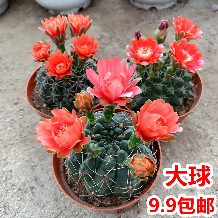 绯花玉多肉植物盆栽仙人球