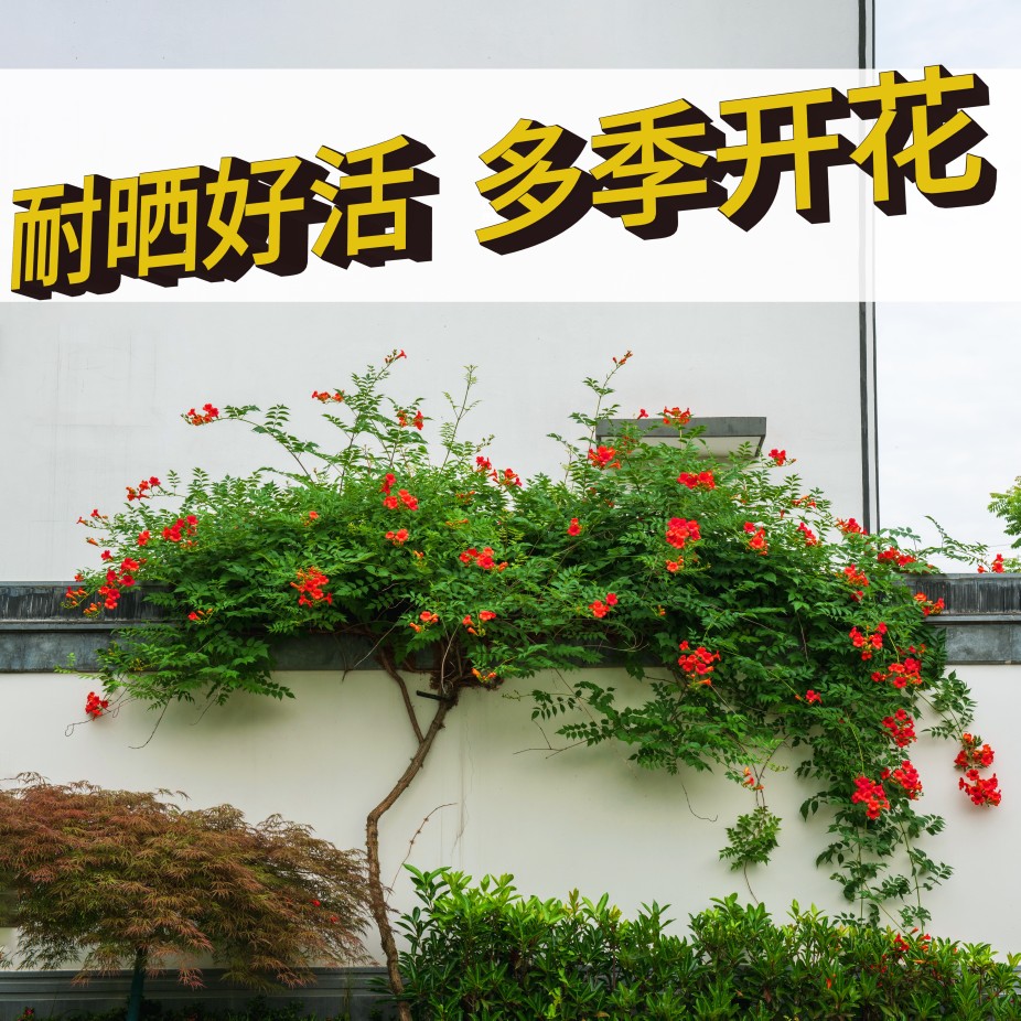 凌霄花爬藤植物耐寒耐热四季开花炮仗花苗阳台易活花植物凌霄花苗