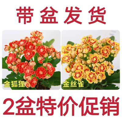 大花带苞长寿小盆栽重瓣金