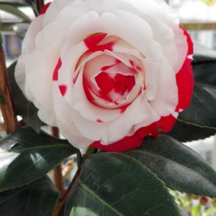 吉普赛女郎山茶花树苗盆栽福建龙岩名贵茶花庭院绿植玫瑰花型耐寒