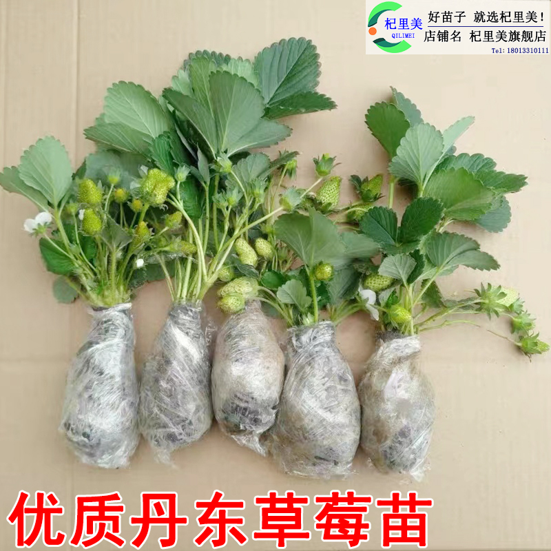 草莓苗带花果盆栽土丹东奶油