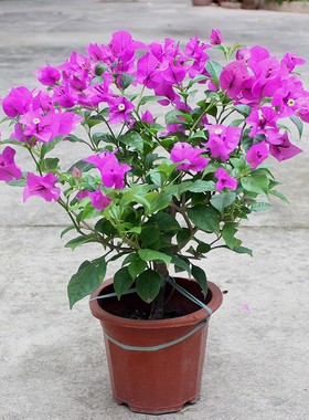 云南紫三角梅安格斯带花大苗盆栽老桩花卉植物鲜花大紫色阳台庭院