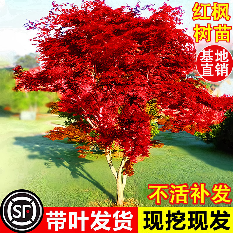 日本红枫树苗四季舞姬室外