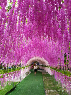 多花紫藤树苗庭院别墅攀援爬藤植物南方北方种植盆栽地栽紫藤花树
