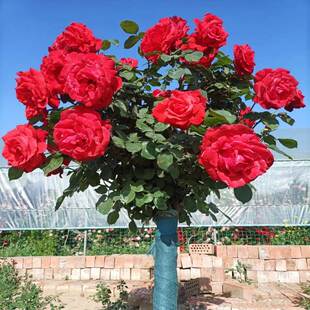 棒棒糖月季造型盆景老桩特大高档大型花树超风景特大花开花室内外