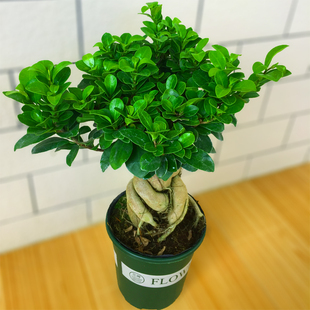 人参榕盆景桌面绿色养眼盆栽四季常青耐寒观茎植物室内禅意小叶榕
