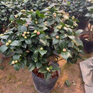 香妃四季带花花山赤丹花卉茶花树苗盆栽茶花室内开花植物大苞五色