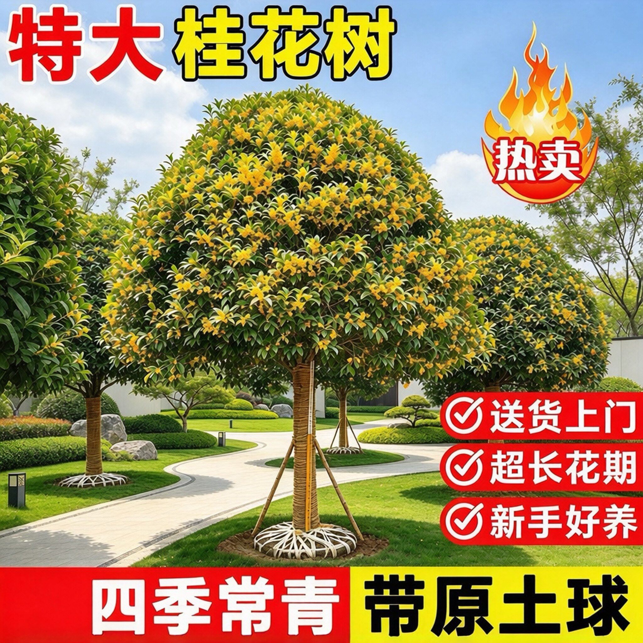 桂花树苗大树庭院地栽金桂丹桂四季桂状元红四季常青桂花树浓香型