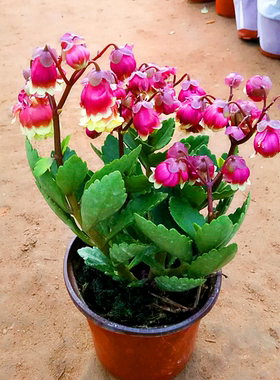 蔓生吊钟海棠盆栽宫灯长寿花苗带花苞灯笼花倒挂金钟室内垂吊花卉