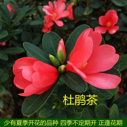 四季杜鹃红山茶花苗带花苞夏天开花