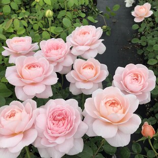 四季开灌木月季特大花浓香果汁阳台庭院花卉植物盆栽蔷薇玫瑰花苗