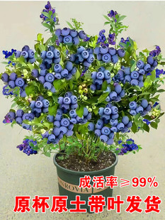 蓝莓树果苗南方北方种植盆栽奥尼尔l25兔眼蓝莓苗 蓝梅树树苗带土