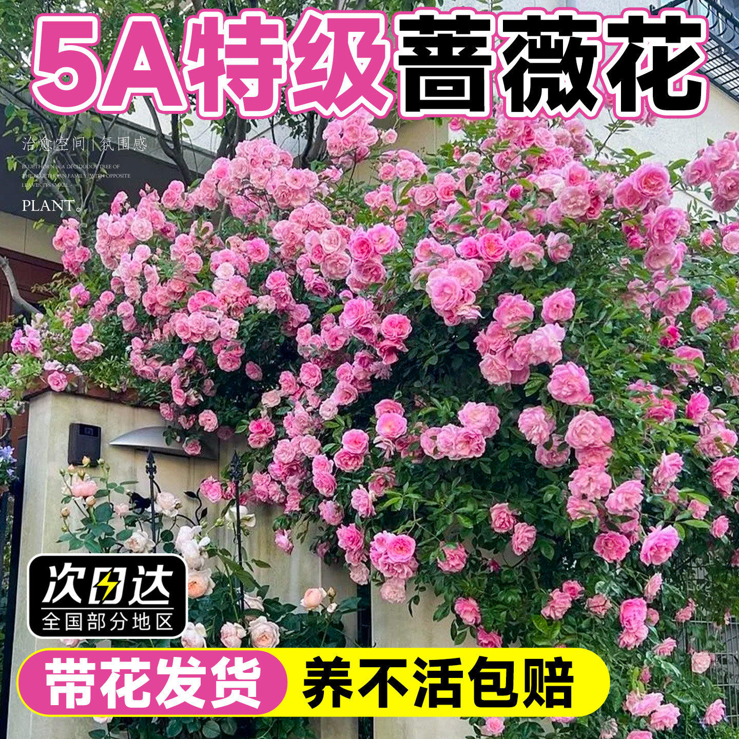 蔷薇花苗藤本月季特大花树庭院爬藤植物花卉盆栽阳台玫瑰四季花卉