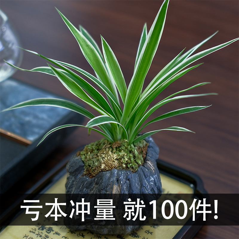 吊兰小盆栽桌面禅意盆景茶桌小微盆景室内好养易活绿植仿石花盆