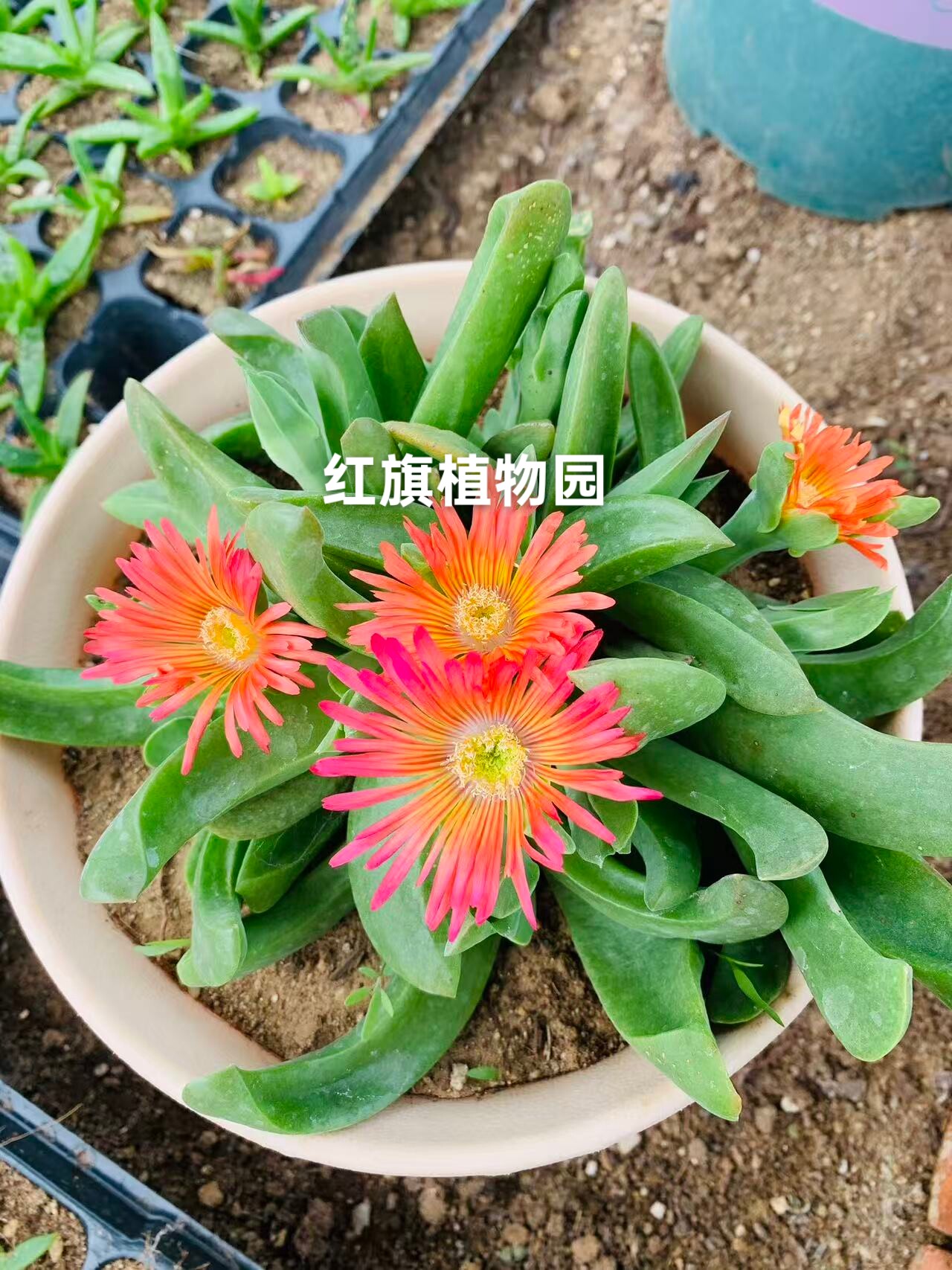 红花佛手托金多肉植物盆栽花卉绿植室内阳台庭院好养活一物一拍