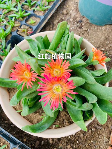 红花佛手托金多肉植物盆栽花卉绿植室内阳台庭院好养活一物一拍