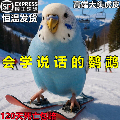 【月销前三】大头虎皮鹦鹉活鸟