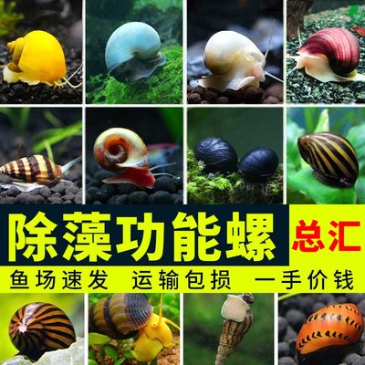 清理缸吃藻食藻粪便的螺观赏螺蜗牛鱼缸螺类生物清洁除藻螺苹果螺