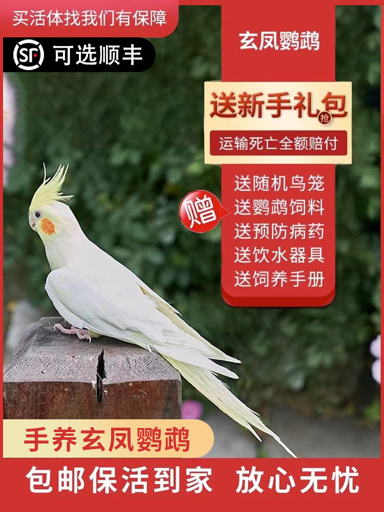 玄凤鹦鹉活体会学说话手养宠物黄化玄凤一对可繁殖鸟活物鹦鹉活鸟