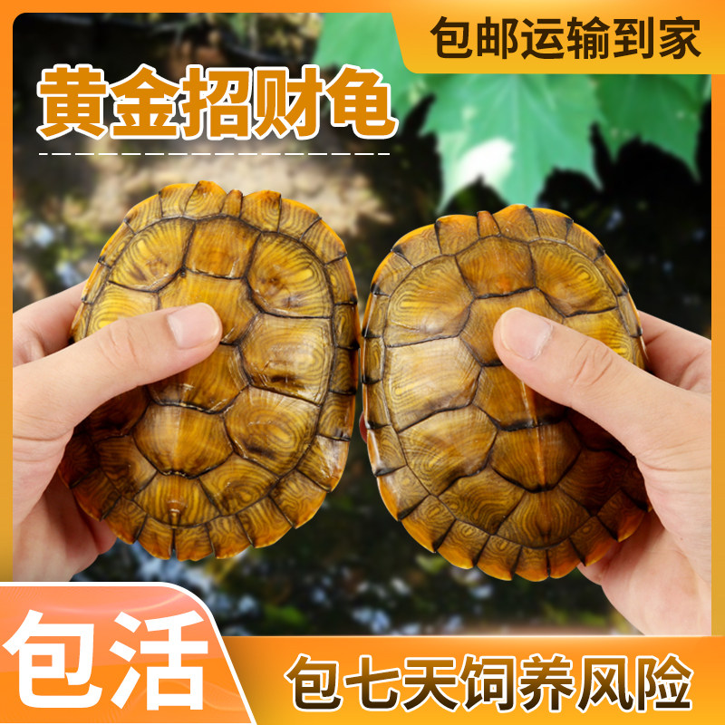 乌龟活物巴西龟活物招财黄金龟宠物龟观赏龟大乌龟活体小乌龟龟苗