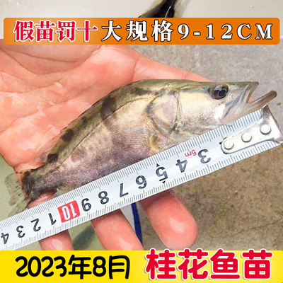 2023年9月桂花鱼苗 大规格9-12正宗翘嘴桂鱼苗淡水养殖观赏鳜鱼苗