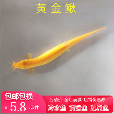 冷水观赏宠物鲜活好易养的耐活稀有黄金色小金龙泥鳅苗练手工具鱼