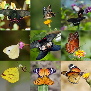 蝴蝶蛹可孵化认主小宠物室内自然科普昆虫活柑橘凤蝶玉带美凤直销