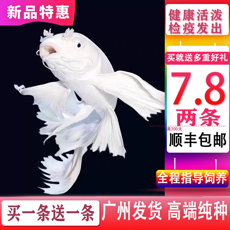 台湾蝴蝶鲤鱼球体短身大鳍长尾冷水鱼锦鲤红色观赏鱼苗活体高端