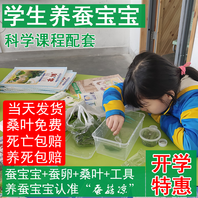 蚕宝宝活体彩色卵春蚕大小幼虫活物套装学生儿童新鲜桑叶配件包邮