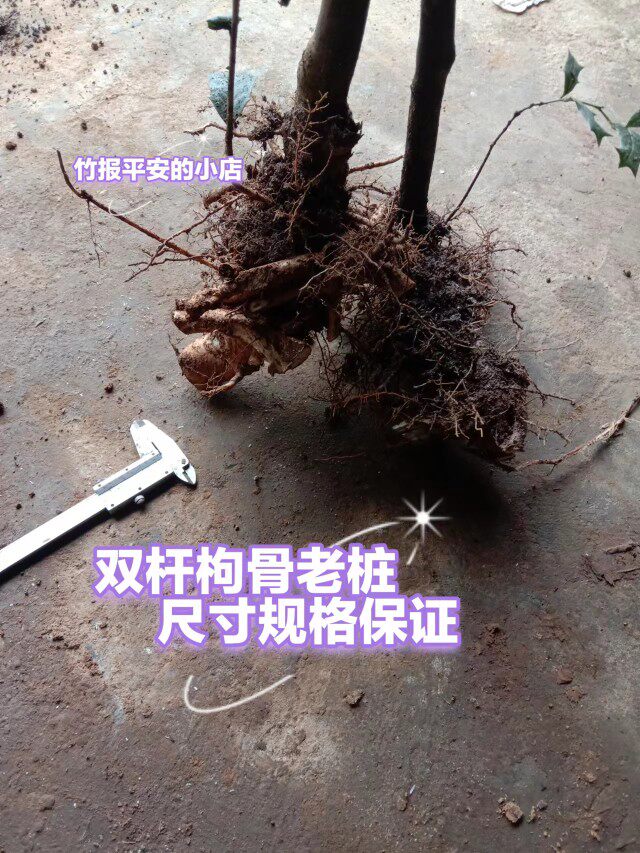 枸骨树苗有刺枸骨老桩盆景绿植盆栽老虎叶猫儿刺八角刺球元宝刺球