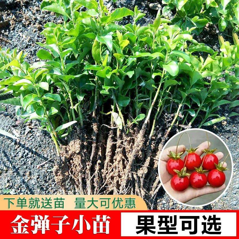 带果金弹子金单弹子盆景金单弹子树桩金单弹子小苗金单弹子练手桩