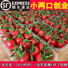 山东千禧小番茄5斤特大超甜圣女果釜山88樱桃小番茄农家 包邮🍬 顺丰