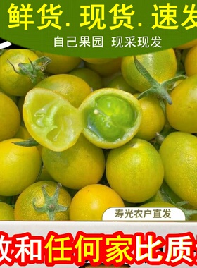 山东青口蜜千禧小番茄圣女果绿色小番茄西红柿现摘现发新鲜水果包