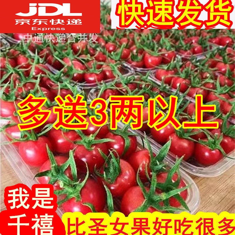 山东千禧小番茄5斤新鲜水果好吃樱桃千玺圣女果农家特产蔬菜包邮