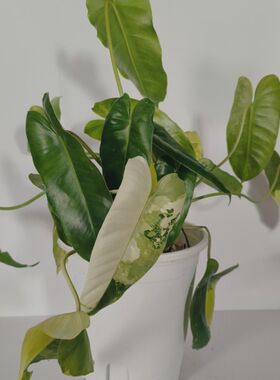 伯乐锦蔓绿绒盆栽m室内爬藤植物净化空气吸收甲醛粗生好养超划算