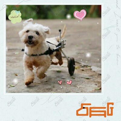 狗轮椅/瘫痪残疾犬代步车v牲猫狗后肢助行车小型伤疾狗滑轮车支架