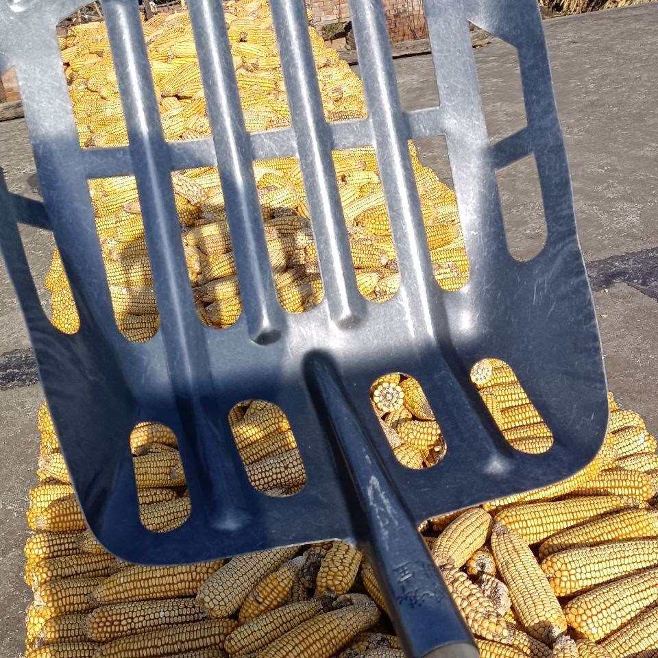 收玉米粒神器锹玉米叉子漏粒铲玉米骨头铲粮.装玉米仓收粮食铲子