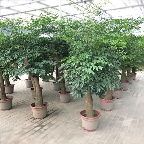 幸福树盆栽 大叶幌伞n枫 菜豆树 接骨凉伞 绿宝 园艺绿化花卉盆栽