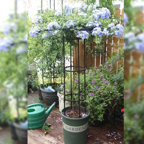 花架固定支c架园艺伞形花架攀藤蔷薇玫瑰爬藤架月季铁线莲支架伞