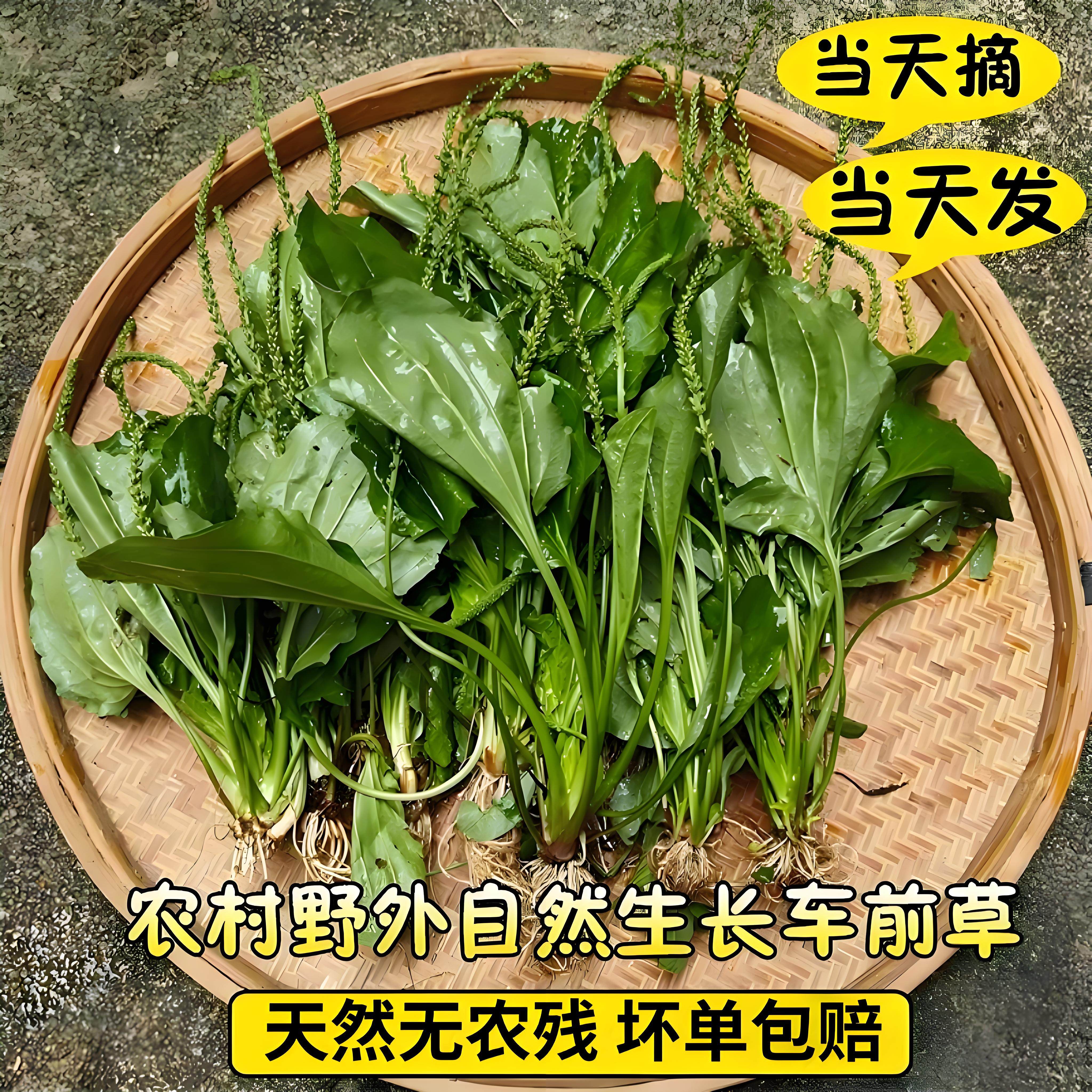 车前草野生新鲜采摘整颗带根