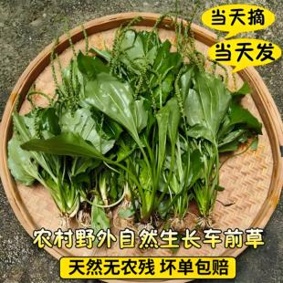 车前草野生纯天然整颗带根现采新鲜车前草车轮菜中药材煮水泡茶