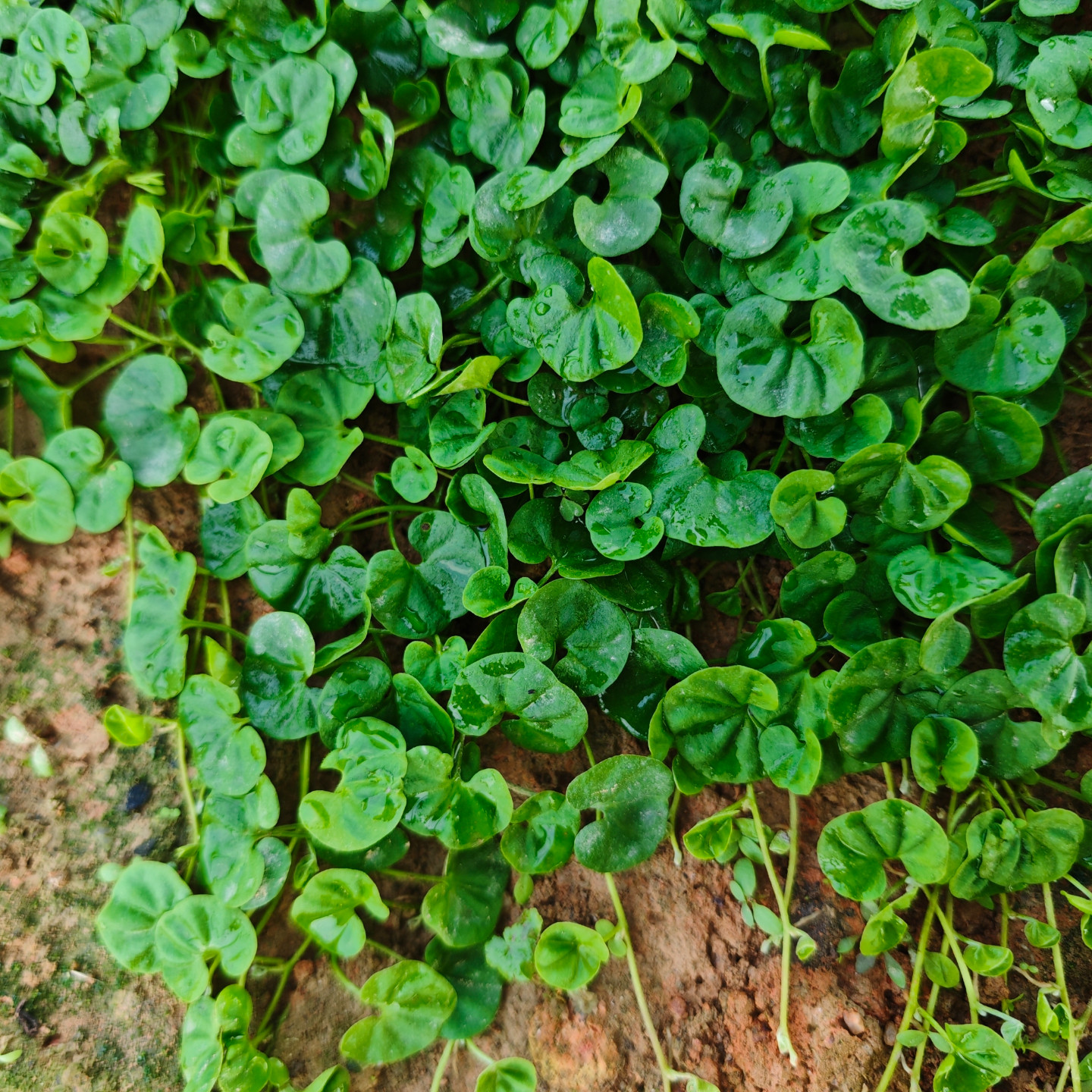 马蹄金草药新鲜正宗小叶金钱草天然中草药潮汕鱼脐草种植苗