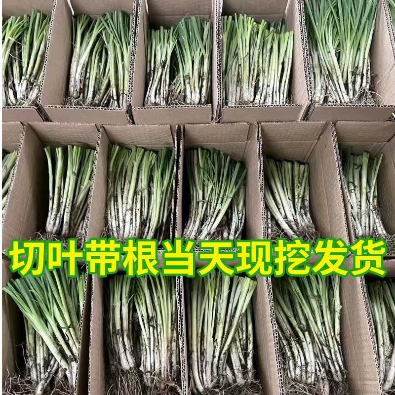 正宗广西香葱根苗四季小香葱盘栽