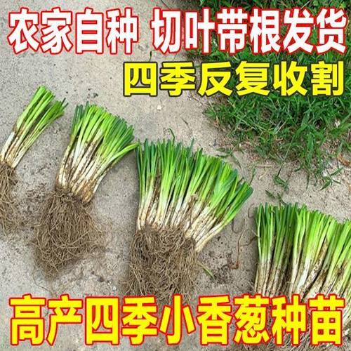 正宗广西香葱根苗四季小香葱盘栽