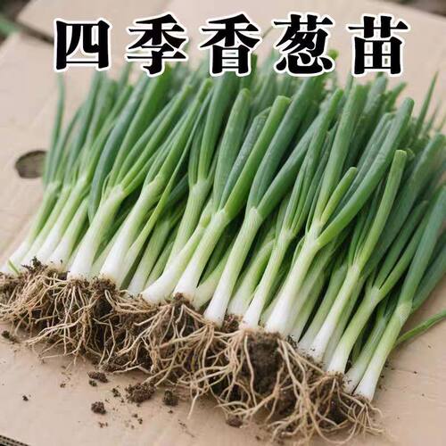 四季小香葱带根苗耐寒阳台盆栽