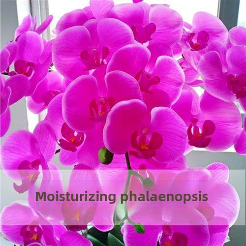 手工手感蝴蝶兰人造花卉盆栽植物入口客厅电视柜旁边的电视柜软橡,家居饰品,仿真花/假花,淘宝优惠券,粉丝福利购,淘宝优惠卷